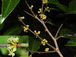 Image result for Peraceae