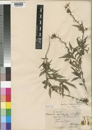 Image result for Otomeria