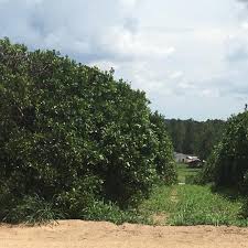 1) enrolled in the dvm program within the college of veterinary medicine and biomedical sciences at colorado state university 2) academic. To Save Florida S Oranges Colorado State University Team Will Study Deadly Citrus Disease Eurekalert Science News