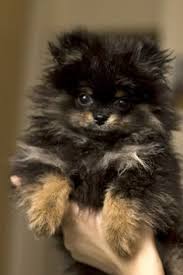 Cute Black And Brown Pomeranian Puppy Hudson The Pomeranian We Are Parents To 3 Black Tan Poms Partial To Those Black Tans Cute Adorablepuppyphotos Pomeranian Puppy Puppies Cute Dogs