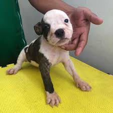 5 mistakes new american bully owners make. Exotic American Bully Puppies Pets Supplies Pet Accessories On Carousell