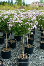 Image result for Syringa meyeri ´Palibin