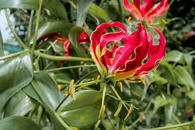 Is the merriwick flower real is the merriwick flower real : The 10 Rarest Flowers In The World Worldatlas