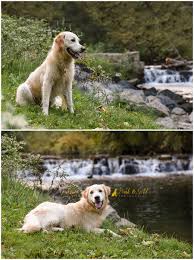 White golden retriever puppies are often referred to as english cream golden retriever puppies or blonde golden retriever pups. Golden Retriever Puppy Waterfall Brady S Run Park Bark Gold Photography Pittsburgh Pet And Dog Photographer