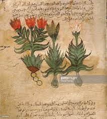 Folio 4r Of The Arabic Version Of Dioscorides De Materia Medica Iris Medieval Artwork Botanical Illustration Medieval Art