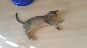 Loving cute abyssinian kittens for sale.we have a gorgeous litter of 7 full pedigree abyssinian kittens 5 available for viewing now. Abyssinian Male Kittens For Sale Philippines Find New And Used Abyssinian Male Kittens For Sale On Buyandsellph