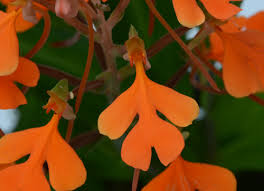 Image result for Habenaria arenaria