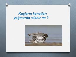 Sivilarin Yuzey Gerilimi Ppt Video Online Indir