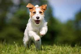 Whether they are five months old or fifteen years old, they will always have a puppy glimmer in their eye. At What Age Do Jack Russells Calm Down Embora Pets