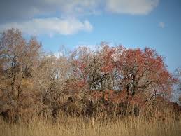 Image result for Spirostachys africana