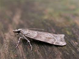 Image result for Scoparia subfusca