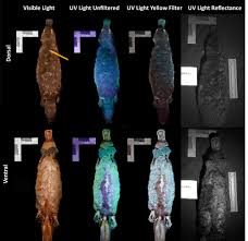 Ultraviolet light from our sun Biofluoreszenz Schnabeltiere Leuchten Unter Uv Licht Spektrum Der Wissenschaft