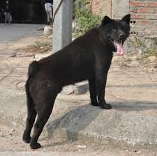 They have small, pointy ears that stand erect on top of their head, and are naturally born with short or docked tails. Hmong Docked Tail Dog National Dog Show Dog Club Dogs