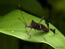 Pin On True Bugs Of Ecuador