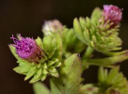 Image result for Laggera