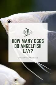 How Many Eggs Do Angelfish Lay Waterworld Craze In 2020 Angel Fish Fish Care Pet Fish