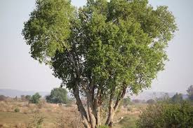 Image result for Celtis africana