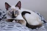 How are Siamese/calico mix cats as pets? - Quora
