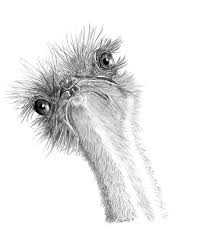 Ostrich Pencil Sketch By Julie Jalland Gift Available From Www Snailprint Co Uk French Bulldog Drawing French Bulldog Art African Art Projects