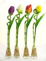 Christina 3 Jon More Lucky Bamboo Ideas Lucky Bamboo Lucky Bamboo Plants Bamboo Plants