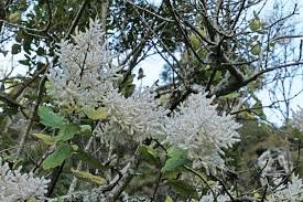 Image result for Tetradenia urticifolia