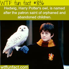 Harry Potter Facts Wtf Fun Facts Harry Potter Fun Facts Harry Potter Funny Wtf Fun Facts