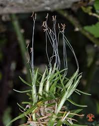 Image result for Cenchrus clandestinus