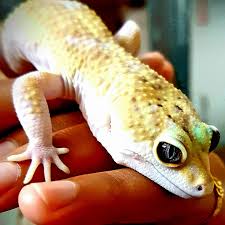 Gecok genjer / gecok genjer : Leopard Gecko Malaysia Home Facebook