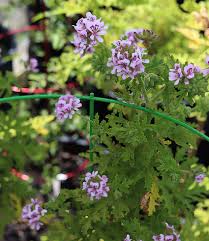 Image result for Pelargonium graveolens