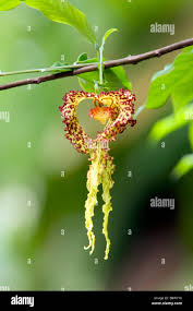 Image result for Monodora