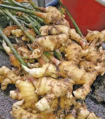 Racun organik adalah ialah racun makhluk perosak tanaman yang dihasilkan daripada sumber yang organik dan tidak mengandungi bahan kimia berbahaya. Baja Organik Sisa Dapur