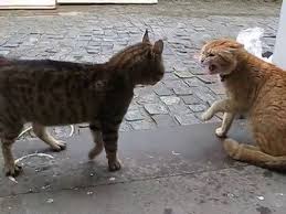 Youtube Cat Voice Cat Talk Cats