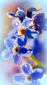Maybe you would like to learn more about one of these? Forget Me Not Flowers Wallpaper Beautiful Flowers Pictures Rose Flower Wallpaper Flower Wallpaper