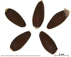 Image result for Pentameris