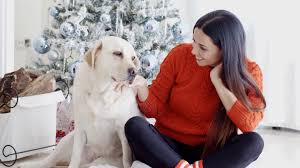 Dogs are a gift from god. Biden S Dogs Champ Major Featured In Christmas Eve Video Kare11 Com