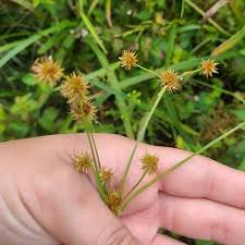 Image result for Rhynchospora holoschoenoides