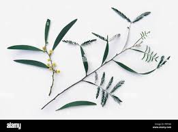 Image result for Acacia melanoxylon