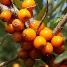 Argousier Autofertile Solo Ttes Expo 20 C Recolte Fin Ete 4mh 2ml Sol Bien Draine Tous Types Fruits Exotiques Berry Fruits Et Legumes