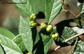 Image result for Cleistanthus