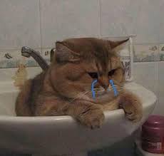 Ele Me Chamou De Gooooooordo Catmemes Cat Memes Funny Cats Cats