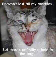 I Haven T Lost My Marbles But There S Definitely A Hole In The Bag Funny Animal Pictures Funny Cat Pictures Funny Animals
