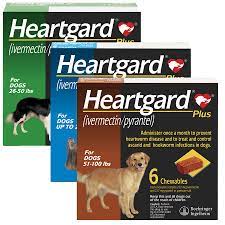 What does treating heartworm in dogs involve? Heartgard Plus Heartworm Chewables For Dogs Petcarerx