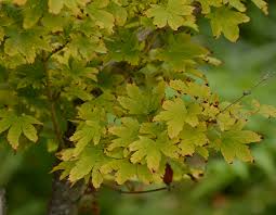 Here's why it's one of jamie's favourites. Ufei Selectree A Tree Selection Guide