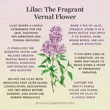 Lilac The Fragrant Vernal Flower The Alchemist S Kitchen
