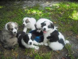 Border Collie Great Pyrenees My Puppies Adopted The Dog Liberator