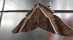 Sri rama rajyam telugu full movie with 1080p featuring balakrishna, nayanthara and anr in lead roles, directed by bapu and music composed by ilayaraja. Rama Rama Besar Datang Lagi Petrosains