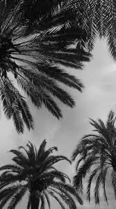 Aesthetic Black And White Palm Tree Wallpaper Palms Tree Es Palm Tree Photography Black Phone Wallpaper Scenery