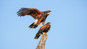 When it comes to hawks in florida, you have 7 different species that can be found in the state. Better Know A Bird How Harris S Hawks Hunt Like Wolves To Bring Down Prey Audubon