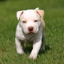 Pin By Alex Huerta On Pit Bull Love Animales Cachorros Mascotas