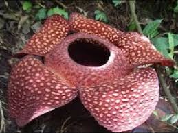 L'égyptienne eman ahmed abd el aty connue comme étant la plus grosse femme au monde a récemment été opérée en inde. La Rafflesie La Plus Grosse Fleur Du Monde Youtube